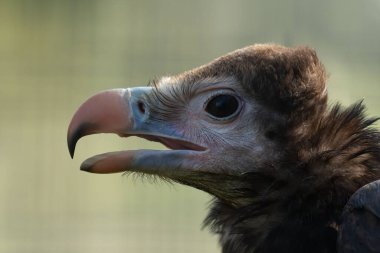 Genç Beyaz Kafalı Akbaba 'nın seçici bir odağı