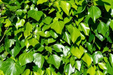 Güneş ışığı altında taze yeşil yaprakların yakın çekimi