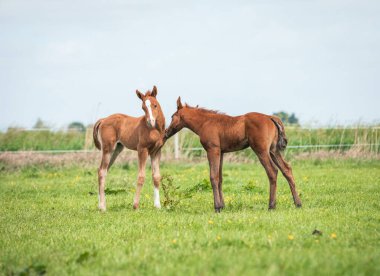 Hollanda 'daki çim çayırlarında oynayan iki Arap tayı.