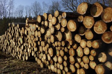 Güneşli bir günde ormandaki odun yığınının manzarası.