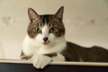 Dolabın tepesindeki kedinin yakın çekimi.