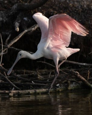 Houston, Teksas yakınlarındaki sulak alanlarda bir Roseate Spoonbill.
