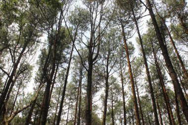 Çam ormanının alçak açılı manzarası