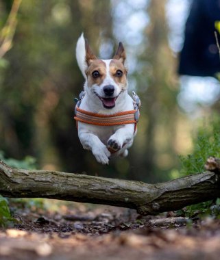 Yakası kırık bir ağaç dalının üzerinden atlayan sevimli Jack Russell Terrier köpeğinin sığ odağı.