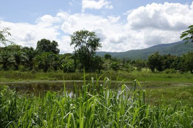 Yeşillik çimenlerin ve ağaçların arkasına saklanmış küçük bir gölet.