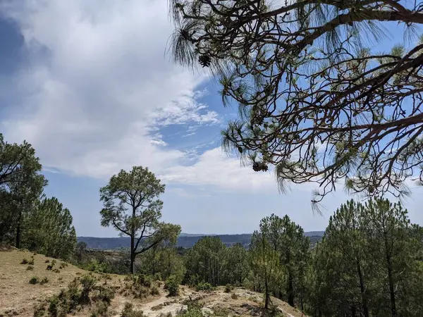 Een Bos Een Bergketen Een Bewolkte Dag — Stockfoto