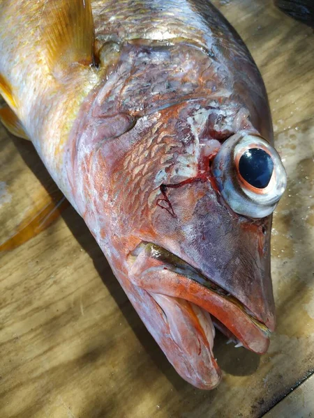 Levrek Balığının Yakın Plan Çekimi — Stok fotoğraf