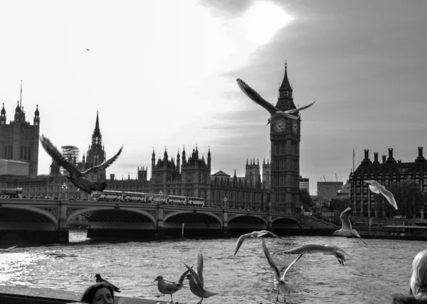 Över Fåglar Flyger Big Ben Cultural Landmärke London England Solnedgången — Stockfoto