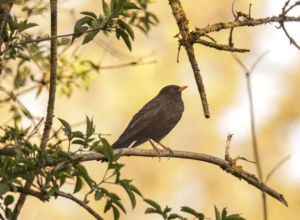 Foco Poco Profundo Mirlo Común Una Rama Árbol — Foto de Stock