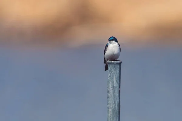 Die Nahaufnahme Eines Baumschwalbenvogels Der Auf Der Säule Hockt — Stockfoto