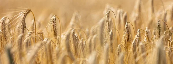 前景と背景がぼやけた金色の大麦のスパイクのクローズアップ 大麦の成熟スパイクの農村自然景観 パノラマビュー — ストック写真