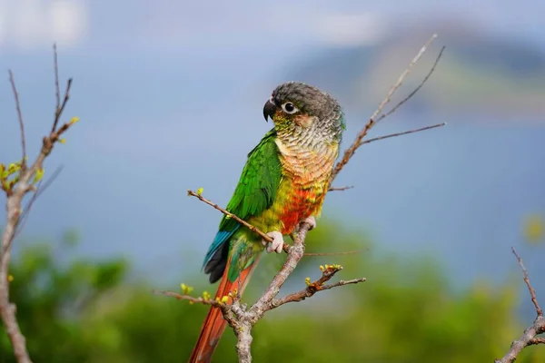 Renkli Küçük Bir Papağanın Bir Dala Oturmuş Yakın Çekimi — Stok fotoğraf