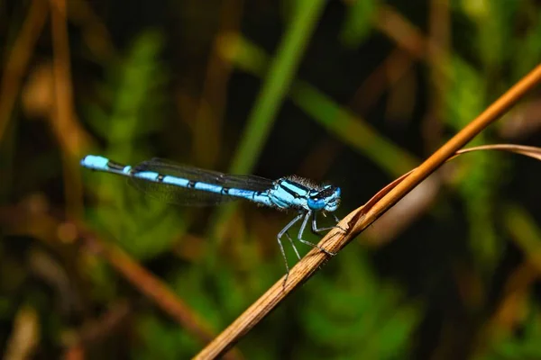 Een Uitzicht Een Kleine Toonhoogte Libel Natuurlijke Habitat — Stockfoto