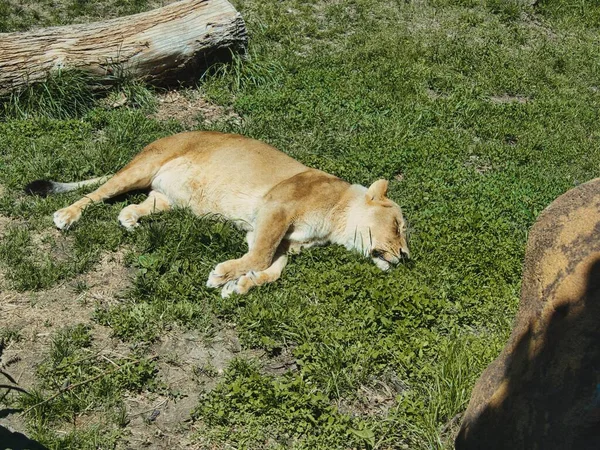 在堪萨斯州托皮卡动物园养护中心睡觉的狮子 — 图库照片