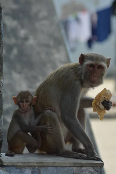 새끼를 귀여운 원숭이의 — 스톡 사진