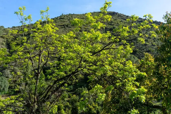 Ramo Com Folhas Verdes Frescas Com Fundo Floresta Montanha — Fotografia de Stock