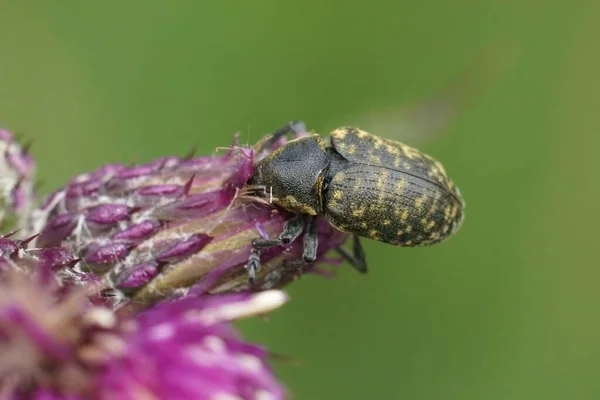 Closeup Larinus Turbinatus Weevil Beetle Green Background Pest Which Feeds — Stock Photo, Image