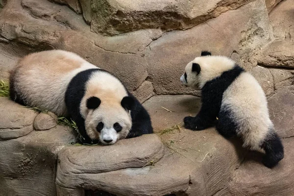 Giant Pandas Baby Panda Her Mom Together — Zdjęcie stockowe