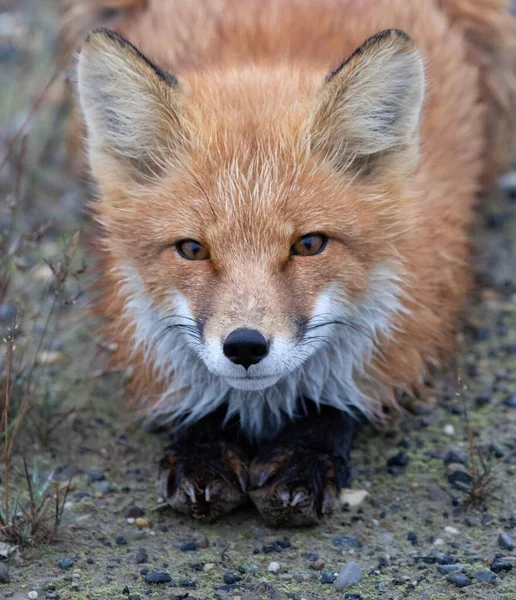 Vertical Shot Red Fox Lying Field — Stock Photo, Image