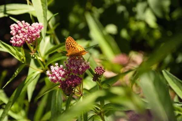 Tiro Close Fritilário Lavado Prata Argynnis Paphia Flor — Fotografia de Stock