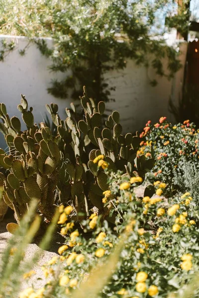 Een Verticaal Shot Van Prachtige Kleurrijke Bloemen Cactussen Een Achtertuin — Stockfoto