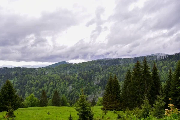 Une Forêt Qui Pousse Sur Les Collines Des Carpates Roumanie — Photo