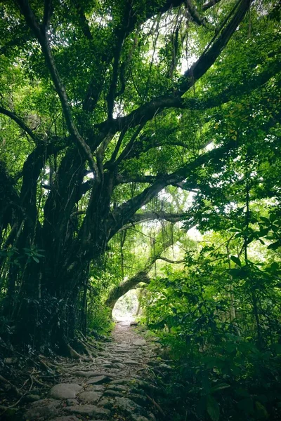 Sendero Medio Del Bosque — Foto de Stock