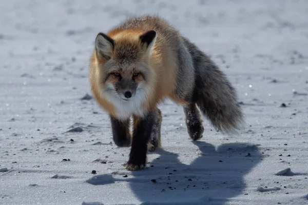 Een Closeup Van Een Rode Vos Lopend Een Besneeuwd Veld — Stockfoto