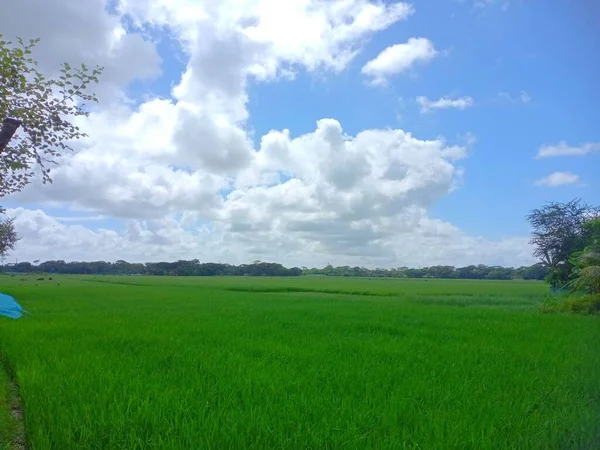 Scenic Shot Meadow Sky Clouds — Stock Photo, Image