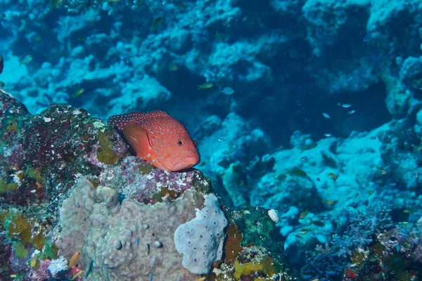 Красивий Знімок Риби Окуньки Рифах Під Водою Червоному Морі — стокове фото