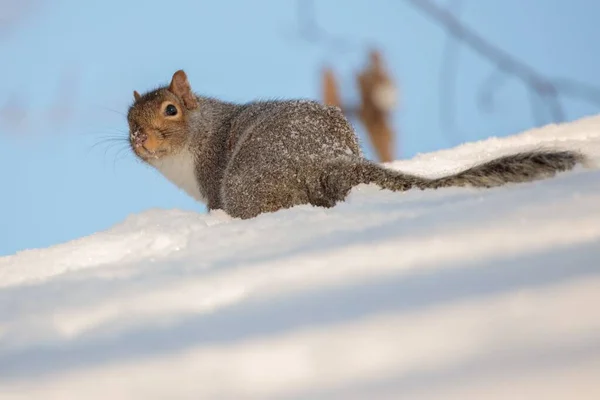 Nahaufnahme Eines Kleinen Braunen Eichhörnchens Auf Einem Verschneiten Feld — Stockfoto