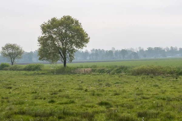 Uma Árvore Plantada Mesma Linha Num Campo Verde Uma Grande — Fotografia de Stock