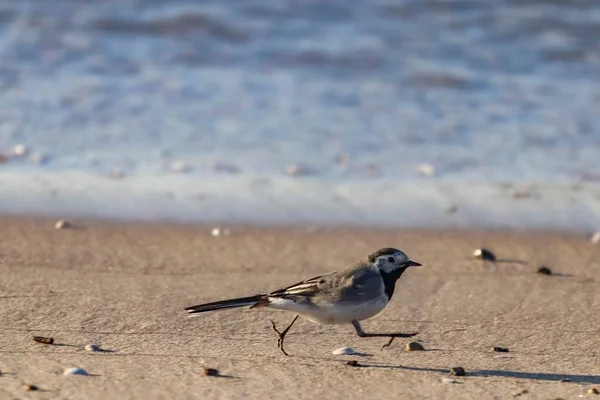 Close Wagtail Branco Andando Perto Água — Fotografia de Stock