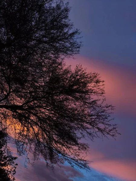 Eine Vertikale Aufnahme Von Baumsilhouetten Gegen Den Abendhimmel — Stockfoto