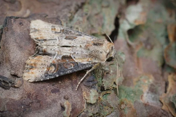 Primo Piano Dorsale Sulla Falena Doppio Lobo Apamea Ophiogramma Giardino — Foto Stock