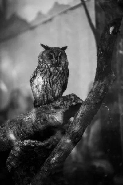 Vertical Grayscale Owl — Stock Photo, Image