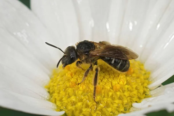 Подробный Крупный План Борозде Пчелы Lasiolgossum Зонулум Сидя Белом Желтом — стоковое фото