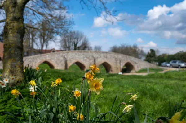 Moulton Packhorse Bridge Een Groen Graspark Met Wilde Narcissen — Stockfoto