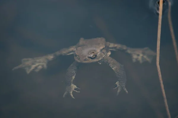 Nahaufnahme Eines Frosches Unter Wasser Einem Teich — Stockfoto