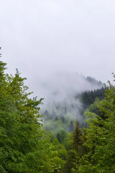 Vertikal Bild Frodig Grön Skog Höljd Dimma Karpaterna — Stockfoto