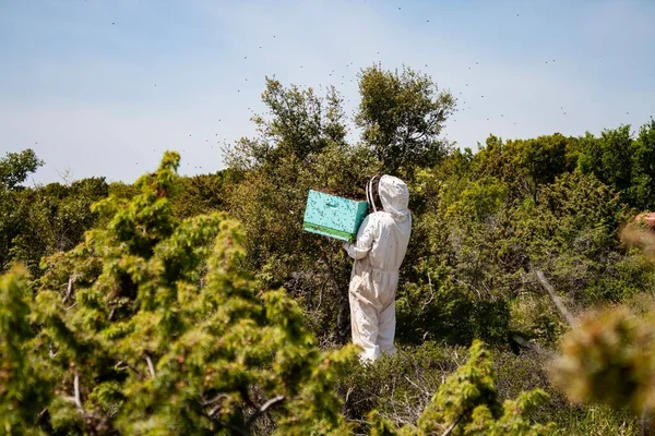 Zbliżenie Pszczelarza Trzymającego Rój Pszczół Dalmacji Chorwacja — Zdjęcie stockowe