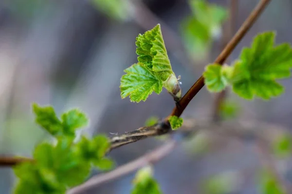 Eine Nahaufnahme Von Blühenden Zweigen Mit Grünen Blättern Isoliert Unscharfen — Stockfoto