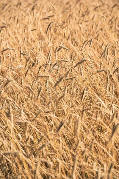Fotoğraf Triticum Polonicum Polonyalı Buğday Tarlası Bitki Olgunlaştı Hasat Için — Stok fotoğraf