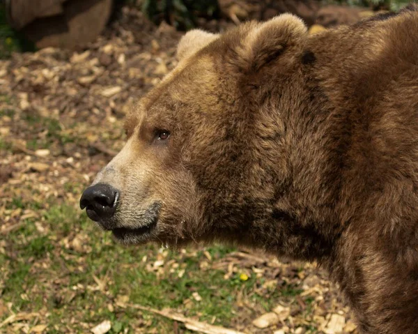 Närbild Brunbjörnen Skogen — Stockfoto