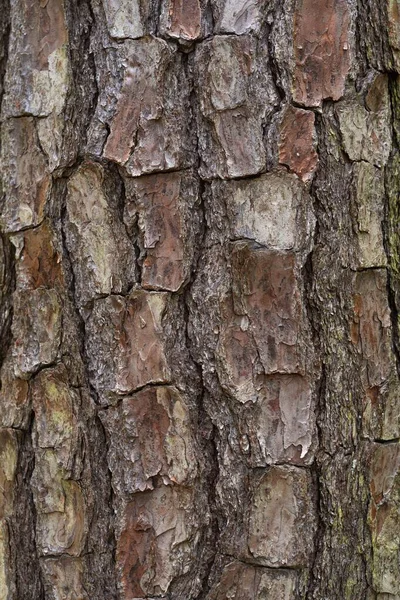 割れた茶色の樹皮の詳細の垂直閉鎖ショット — ストック写真