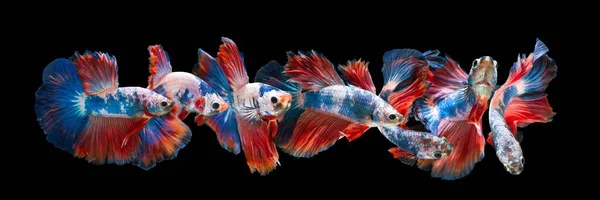 Satu Set Ikan Perang Siam Berwarna Warni Umumnya Dikenal Sebagai — Stok Foto