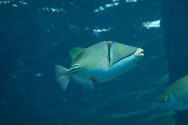 Primer Plano Picasso Triggerfish Nadando Agua Mar Clara — Foto de Stock