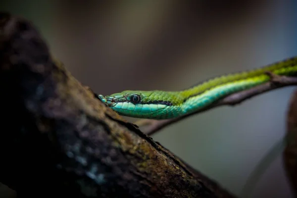Nahaufnahme Einer Blauen Und Grünen Schlange Die Auf Dem Baum — Stockfoto