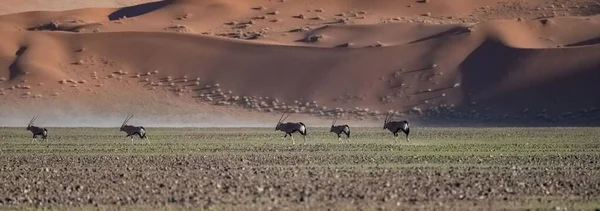 Namibia Namib Desert Dead Valley Oryx Running Red Dunes — Stock Photo, Image