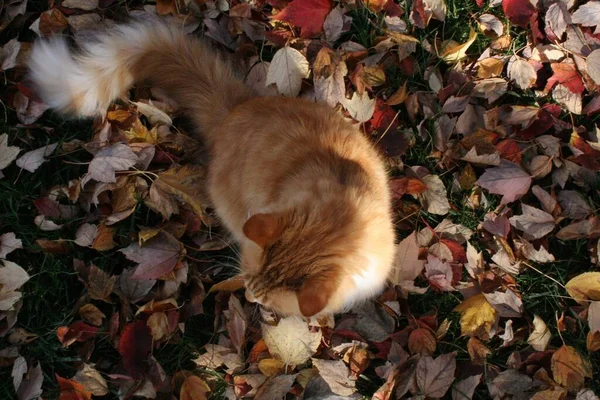 Een Oppere Shot Van Siberische Kat Kleurrijke Loof Tijdens Herfst — Stockfoto